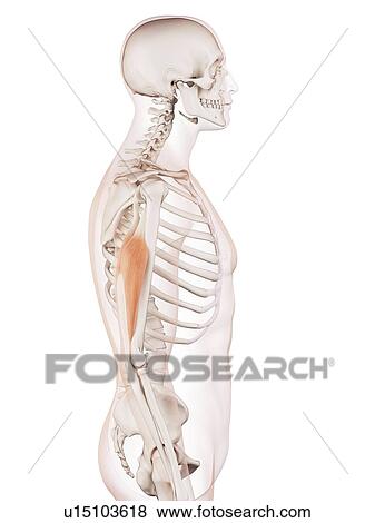 Stock Photo - Human arm muscles. Fotosearch