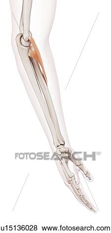 Human arm muscles View Large Photo Image Stock Photo - Human arm muscles. Fotosearch