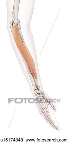 Stock Photo - Human arm muscles. Fotosearch