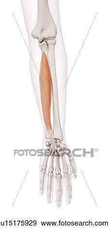 Stock Photo - Human arm muscles. Fotosearch
