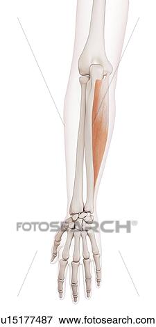 Stock Photo - Human arm muscles. Fotosearch