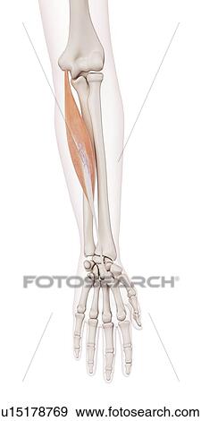 Stock Photo - Human arm muscles. Fotosearch