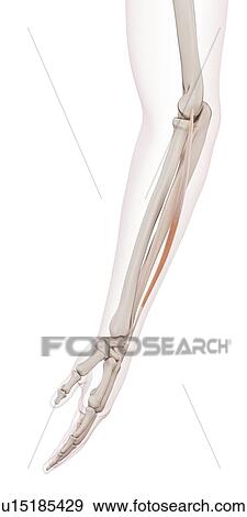 Stock Photo - Human arm muscles. Fotosearch
