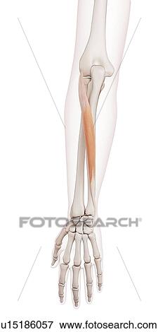 Stock Photo - Human arm muscles. Fotosearch
