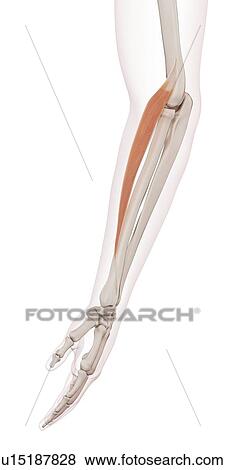 Human arm muscles View Large Photo Image Stock Photo - Human arm muscles. Fotosearch