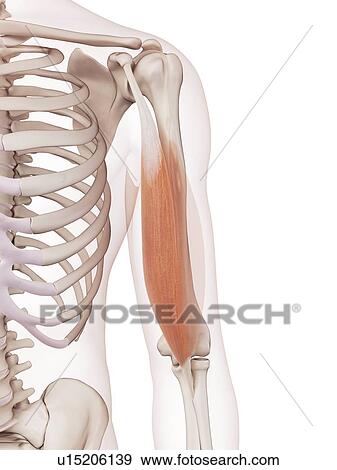 Human arm muscles View Large Photo Image Stock Photo - Human arm muscles. Fotosearch