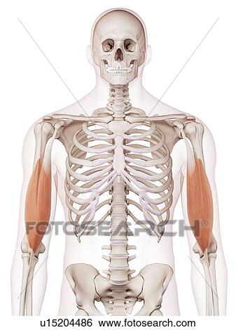 Stock Photograph - Human arm muscles. Fotosearch