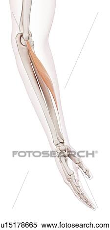 Human arm muscles View Large Photo Image Stock Photography - Human arm muscles. Fotosearch