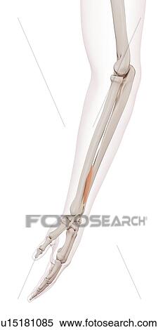 Stock Photography - Human arm muscles. Fotosearch