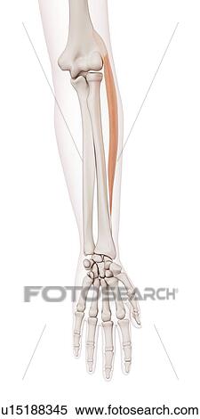 Stock Photography - Human arm muscles. Fotosearch