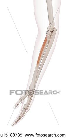 Human arm muscles View Large Photo Image Stock Photography - Human arm muscles. Fotosearch