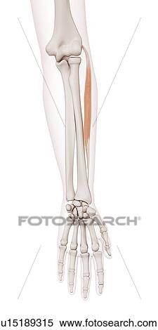 Human arm muscles View Large Photo Image Stock Photography - Human arm muscles. Fotosearch