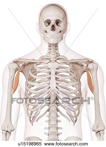 Human arm muscles View Large Photo Image Stock Photography - Human arm muscles. Fotosearch