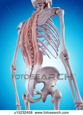 Stock Photo - Human back anatomy. Fotosearch