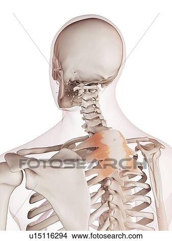 Picture - Human back muscles. Fotosearch