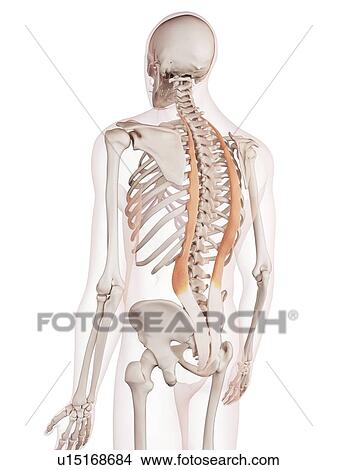 Human back muscles View Large Photo Image Picture - Human back muscles. Fotosearch