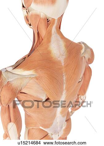 Picture - Human back muscles. Fotosearch