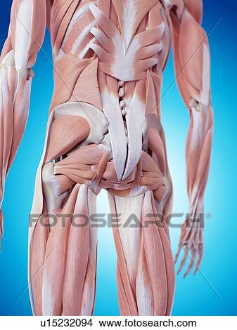Human back muscles View Large Photo Image Picture - Human back muscles. Fotosearch