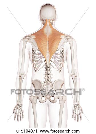 Stock Image - Human back muscles. Fotosearch