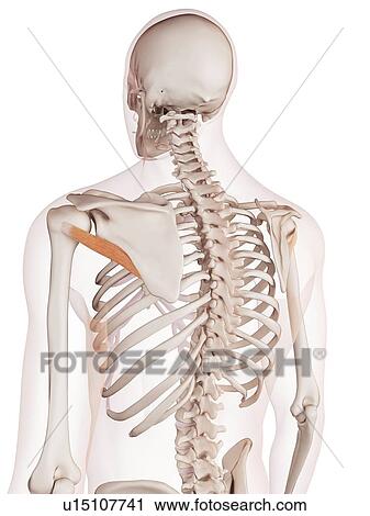 Human back muscles View Large Photo Image Stock Image - Human back muscles. Fotosearch