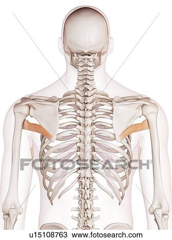 Human back muscles View Large Photo Image Stock Image - Human back muscles. Fotosearch