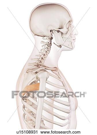 Human back muscles View Large Photo Image Stock Image - Human back muscles. Fotosearch