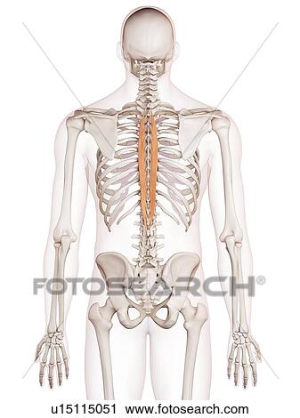 Stock Image - Human back muscles. Fotosearch