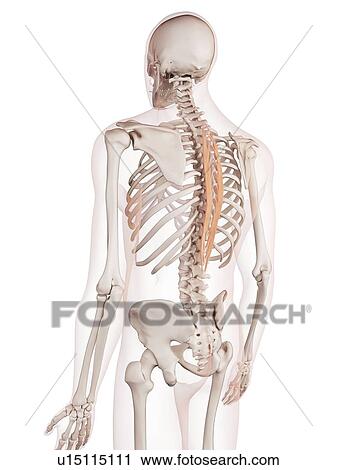 Stock Image - Human back muscles. Fotosearch