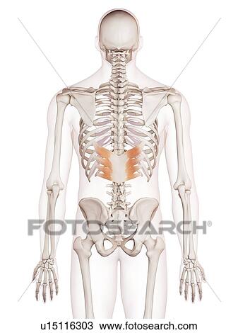 Stock Image - Human back muscles. Fotosearch