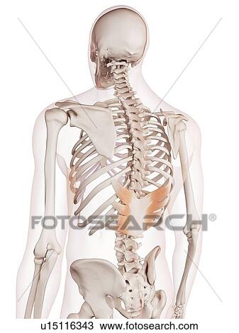 Stock Image - Human back muscles. Fotosearch