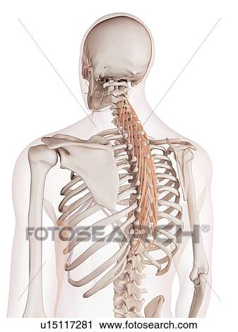 Human back muscles View Large Photo Image Stock Image - Human back muscles. Fotosearch