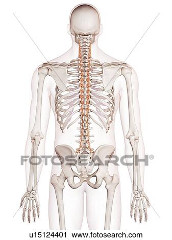 Stock Image - Human back muscles. Fotosearch