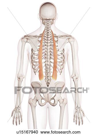 Human back muscles View Large Photo Image Stock Image - Human back muscles. Fotosearch