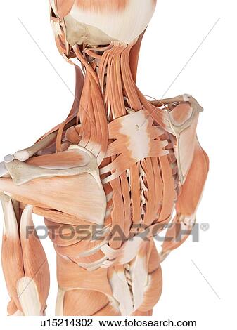 Stock Image - Human back muscles. Fotosearch