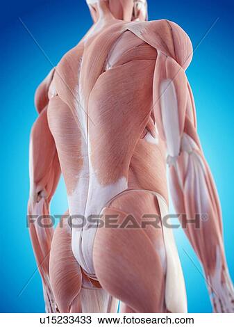 Stock Image - Human back muscles. Fotosearch
