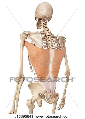 Human back muscles View Large Photo Image Stock Image - Human back muscles. Fotosearch