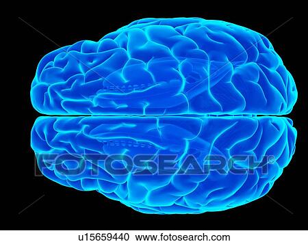 Stock Image - Human back muscles. Fotosearch