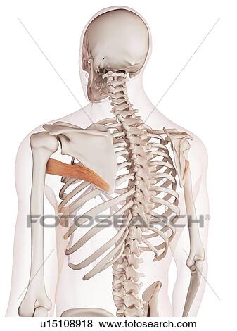 Human back muscles View Large Photo Image Stock Photo - Human back muscles. Fotosearch