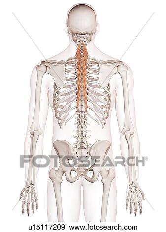 Human back muscles View Large Photo Image Stock Photo - Human back muscles. Fotosearch