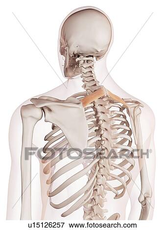 Human back muscles View Large Photo Image Stock Photo - Human back muscles. Fotosearch