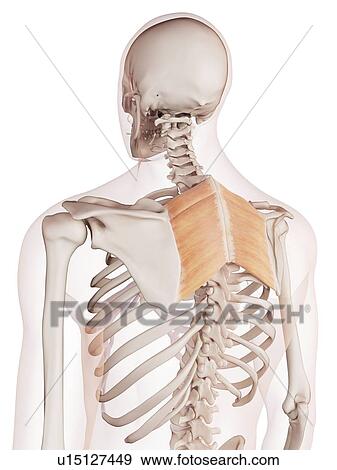 Human back muscles View Large Photo Image Stock Photo - Human back muscles. Fotosearch