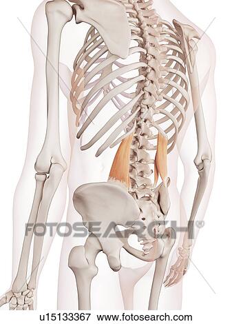 Human back muscles View Large Photo Image Stock Photo - Human back muscles. Fotosearch