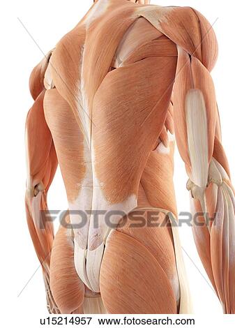 Stock Photo - Human back muscles. Fotosearch