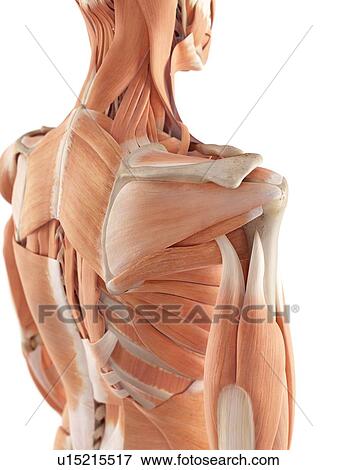 Stock Photo - Human back muscles. Fotosearch