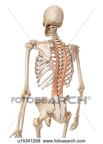 Stock Photo - Human back muscles. Fotosearch