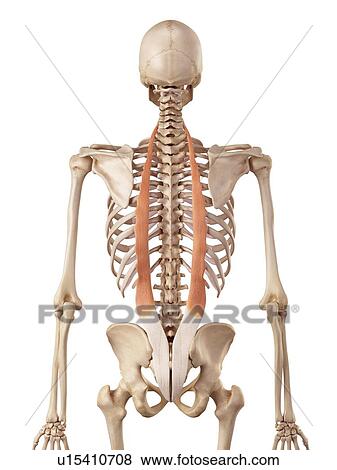 Stock Photo - Human back muscles. Fotosearch