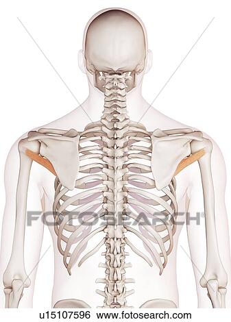Human back muscles View Large Photo Image Stock Photograph - Human back muscles. Fotosearch