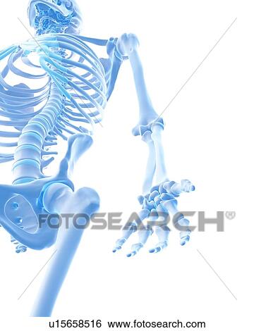 Stock Photograph - Human back muscles. Fotosearch