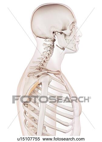 Stock Photography - Human back muscles. Fotosearch