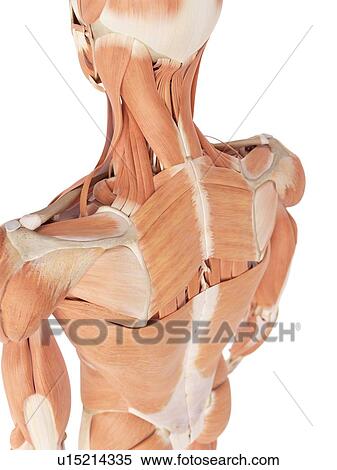 Human back muscles View Large Photo Image Stock Photography - Human back muscles. Fotosearch